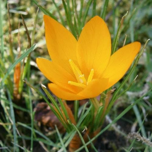 Crocus Large Flowering Yellow - Future Forests