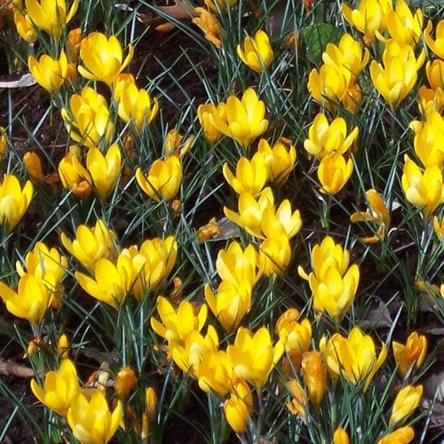 Crocus Large Flowering Yellow - Future Forests