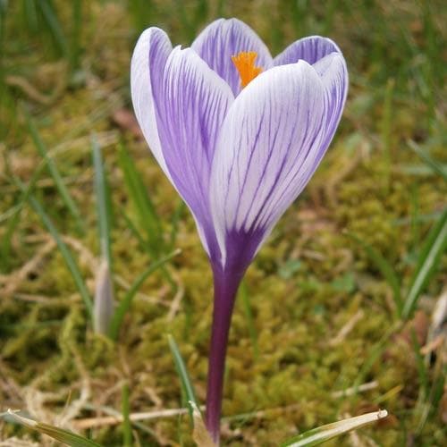 Crocus vernus Pickwick - Future Forests