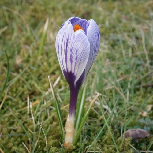 Crocus vernus Pickwick - Future Forests