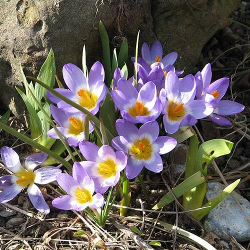 Crocus sieberi Tricolor - Future Forests