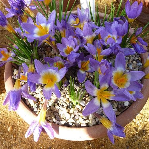 Crocus sieberi Tricolor - Future Forests