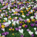 Crocus Large Flowering Bulb Mix - Future Forests