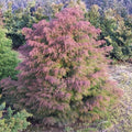 Cryptomeria japonica Elegans - Future Forests