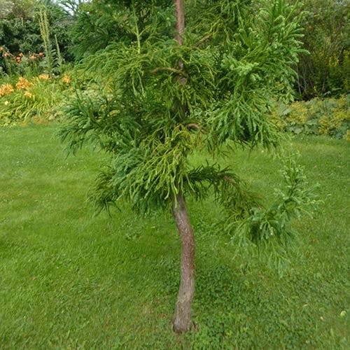 Cryptomeria japonica Rasen