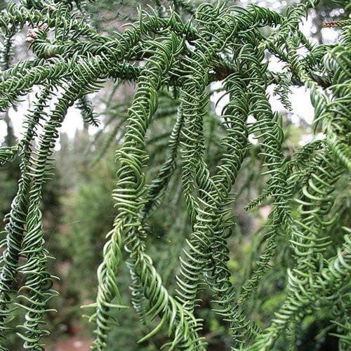 Cryptomeria japonica Rasen