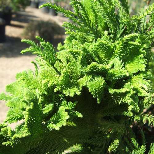 Cryptomeria japonica Cristata - Future Forests