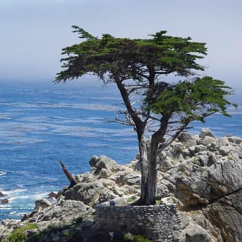 Cupressus macrocarpa - Monterey Cypresss Plug | 1ft / Not provided