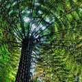 Cyathea Australis - Future Forests
