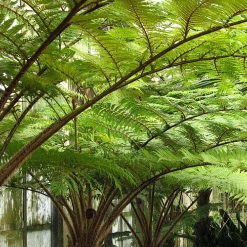 Cyathea Australis - Future Forests