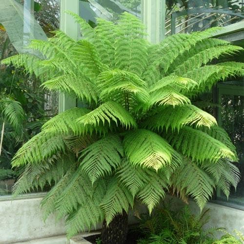 Cyathea Australis - Future Forests