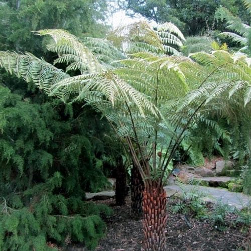 Cyathea Australis - Future Forests