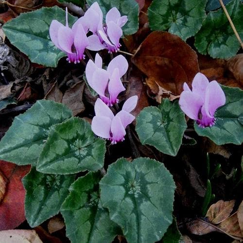 Cyclamen hederifolium - Future Forests