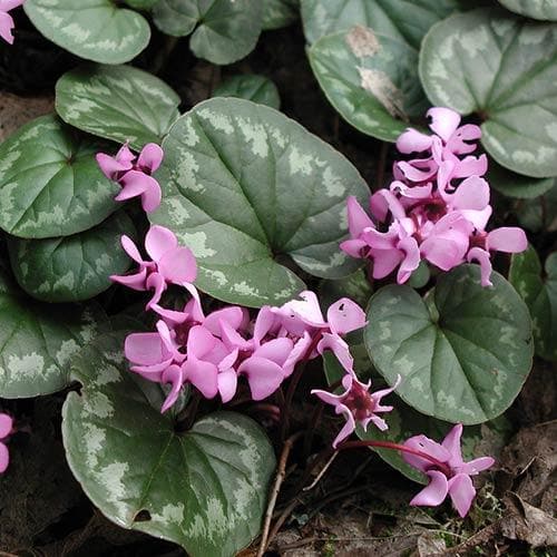 Cyclamen coum