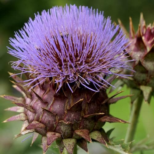 Cynara cardunculus - Cardoon