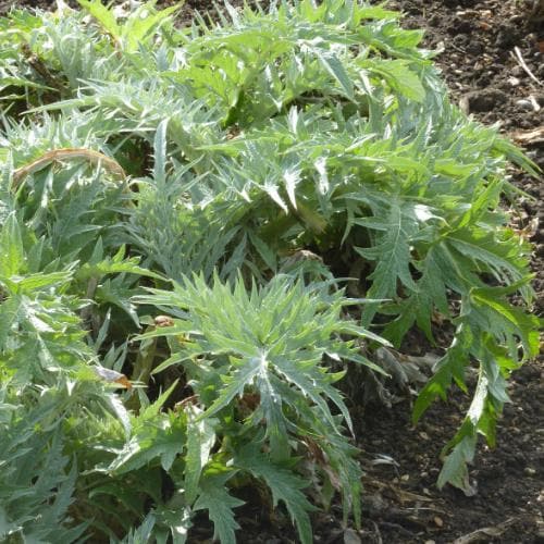 Cynara cardunculus - Cardoon