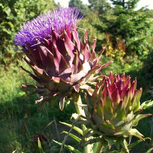 Cynara cardunculus - Cardoon