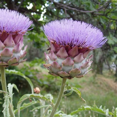 Cynara scolymus