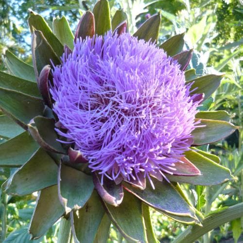 Cynara scolymus