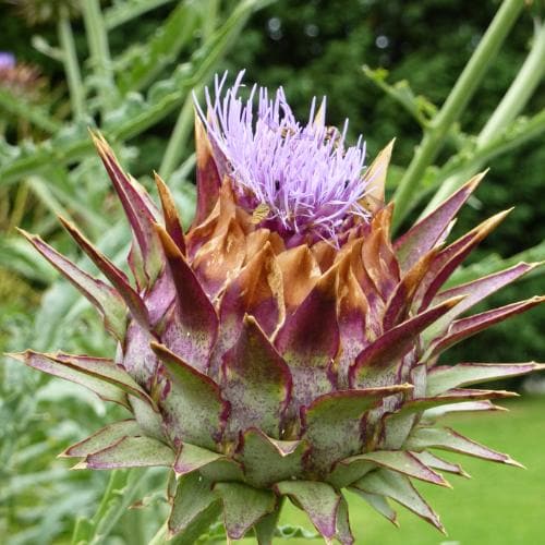 Cynara scolymus