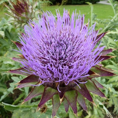 Cynara scolymus