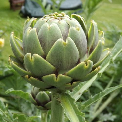 Cynara scolymus