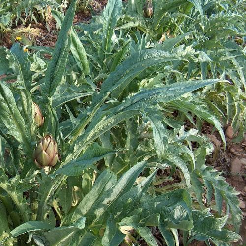 Cynara scolymus