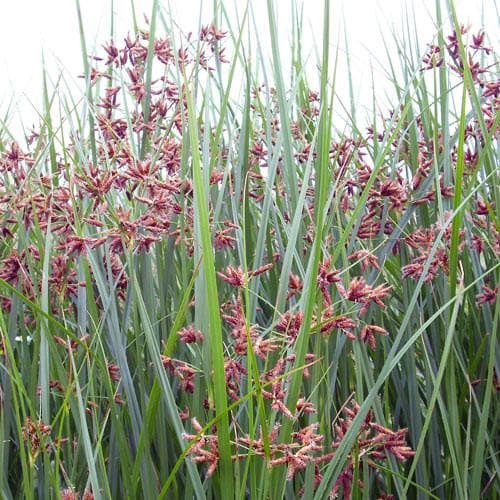 Cyperus longus - Future Forests