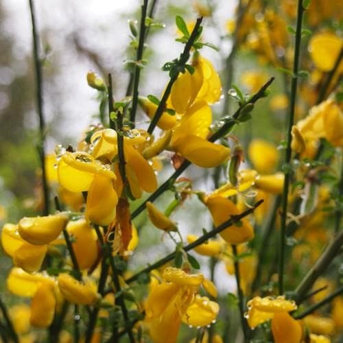 Cytisus scorparius - Future Forests