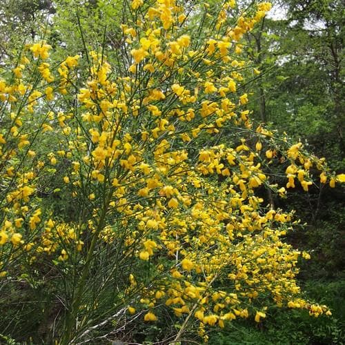 Cytisus scorparius - Future Forests