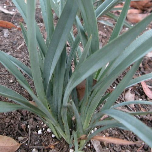 Dianella caerulea Cassa Blue