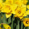 Daffodil California