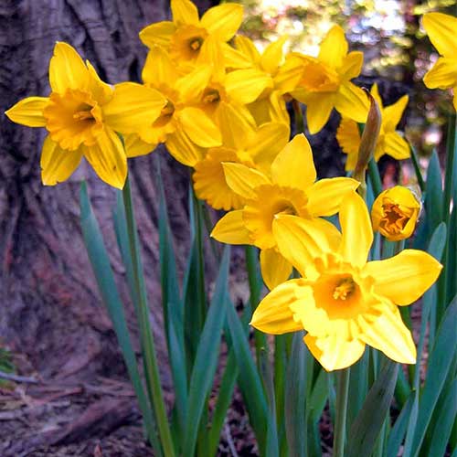 Daffodil California