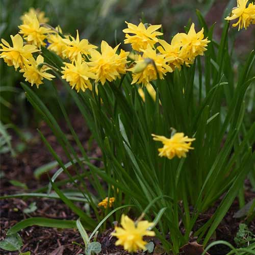 Daffodil (Narcissi) Tête Bouclé