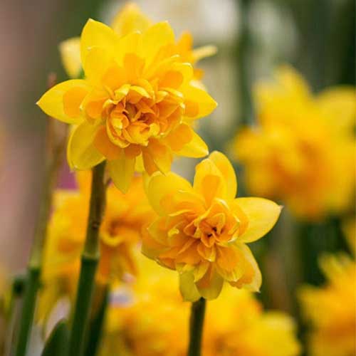 Daffodil (Narcissi) Tête Bouclé