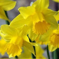 Daffodil Dellan
