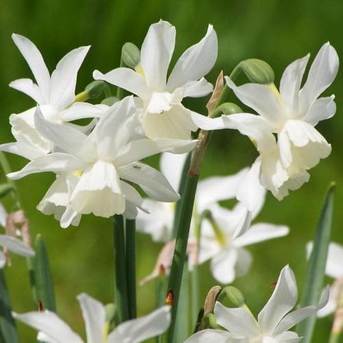 Daffodil (Narcissi) Thalia