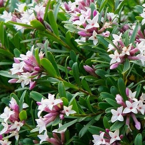 Daphne x transatlantica Eternal Fragrance