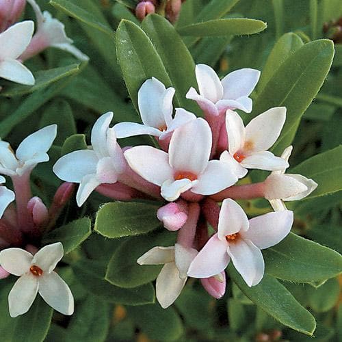 Daphne x transatlantica Eternal Fragrance