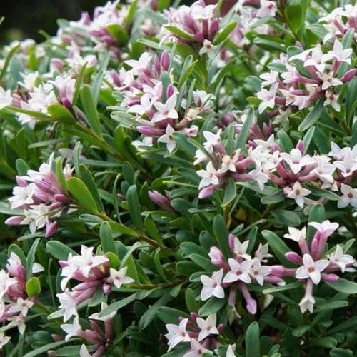 Daphne x transatlantica Eternal Fragrance