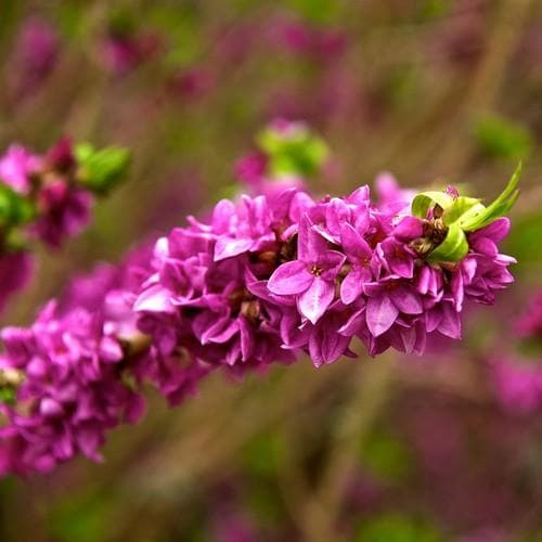 Daphne mezereum Rubra - Future Forests