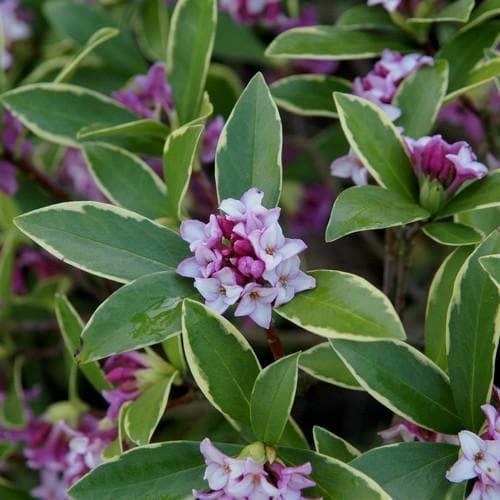 Daphne odora Aureomarginata - Future Forests