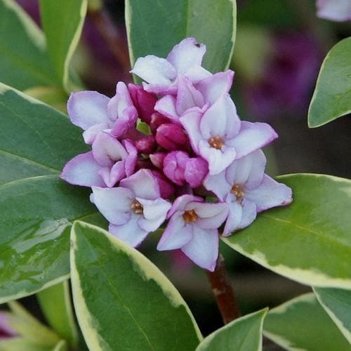 Daphne odora Aureomarginata - Future Forests