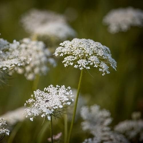 Daucus carota 9cm Pot