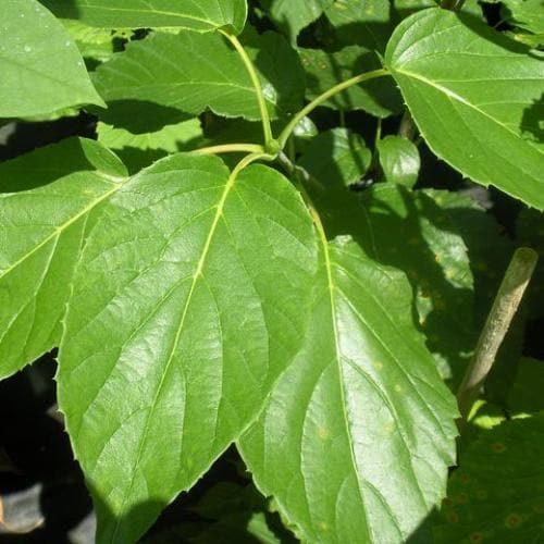 Davidia involucrata Sonoma - Future Forests