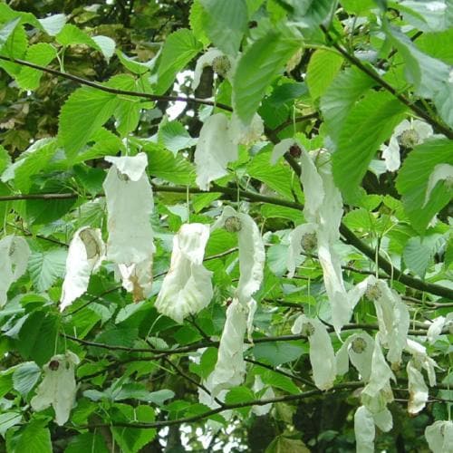 Davidia involucrata Sonoma - Future Forests