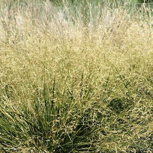 Deschampsia cespitosa Goldtau