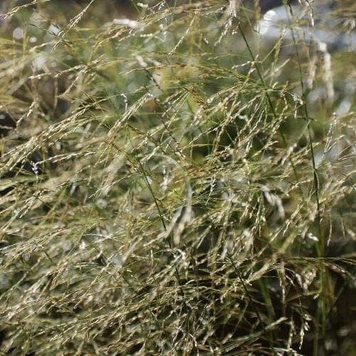 Deschampsia cespitosa Goldtau