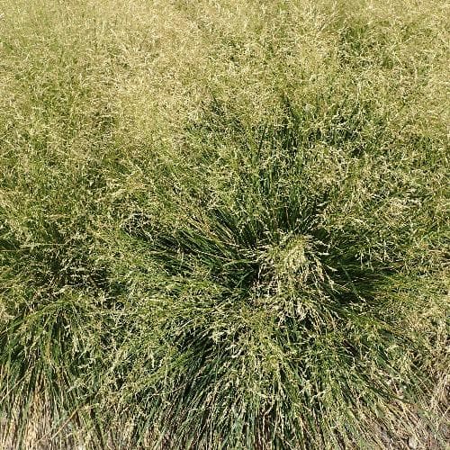 Deschampsia cespitosa Goldtau