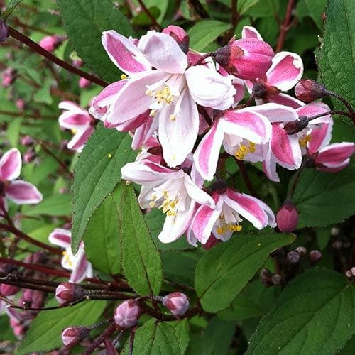 Deutzia x rosea